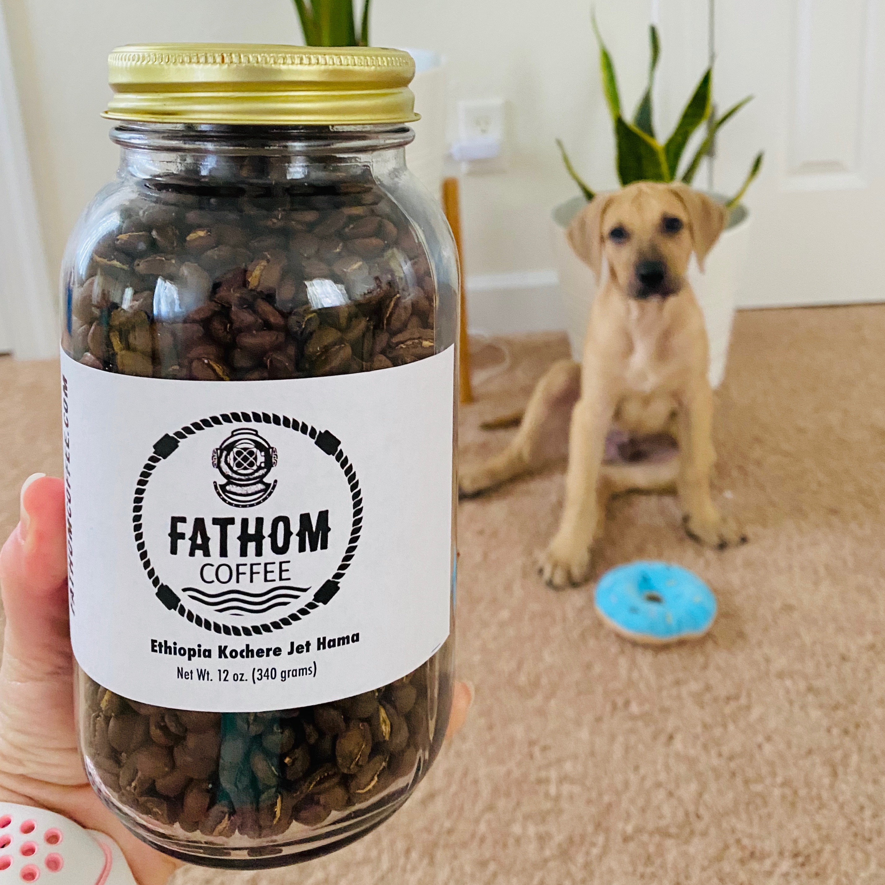 Ethiopia Kochere Jet Hama, medium roast